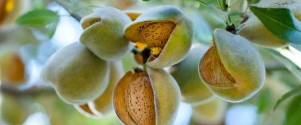 تصویر 5 از خرید و فروش بادام درختی سبز با شرایط فوق العاده