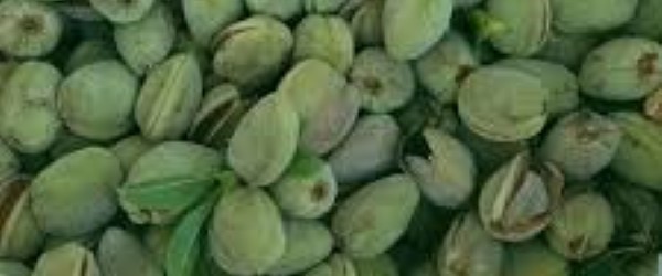 تصویر 4 از خرید و فروش بادام درختی سبز با شرایط فوق العاده