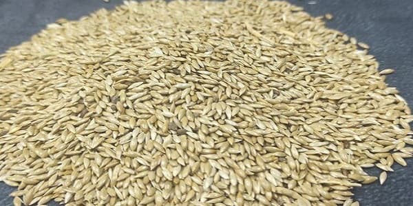 تصویر 5 از خرید و فروش دانه کتان سفید با شرایط فوق العاده