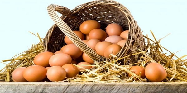 تصویر 4 از قیمت خرید تخم مرغ رسمی قم + فروش ویژه