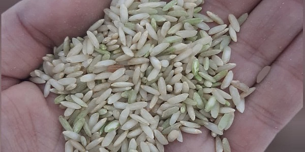 تصویر 3 از قیمت برنج چمپا درجه یک + خرید باور نکردنی