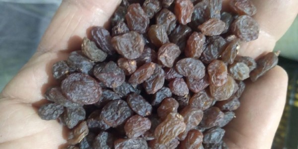 تصویر 2 از قیمت کشمش پلویی ملایر با کیفیت ارزان + خرید عمده