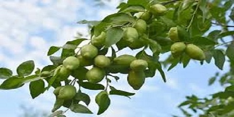 تصویر 3 از خرید و فروش عناب تازه سبز با شرایط فوق العاده