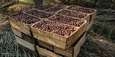 تصویر 1 از قیمت خرما کبکاب مشکین با کیفیت ارزان + خرید عمده