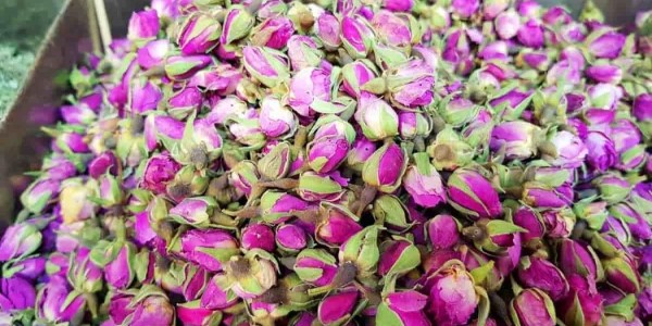 تصویر 2 از خرید و قیمت غنچه گل محمدی عمده + فروش صادراتی