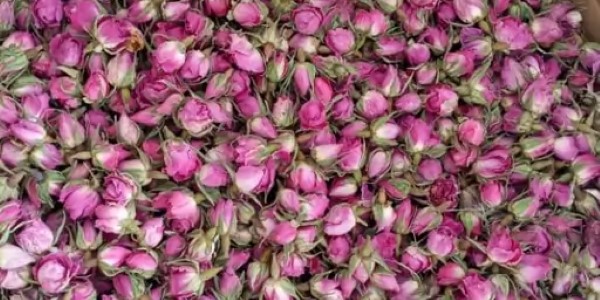 تصویر 4 از خرید و قیمت غنچه گل محمدی عمده + فروش صادراتی