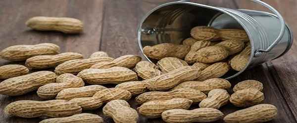 تصویر 1 از خرید بادام زمینی بدون نمک + قیمت فروش استثنایی