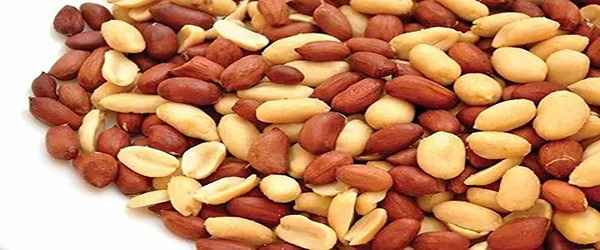 تصویر 2 از خرید بادام زمینی بدون نمک + قیمت فروش استثنایی