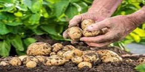 تصویر 1 از خرید سیب زمینی همدان + قیمت فروش استثنایی