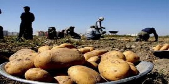 تصویر 5 از خرید سیب زمینی همدان + قیمت فروش استثنایی
