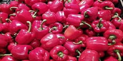 تصویر 1 از خرید و قیمت فلفل دلمه صورتی + فروش صادراتی