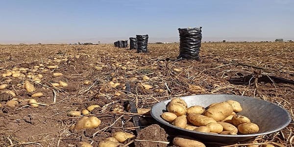 تصویر 5 از خرید و فروش سیب زمینی نژاد بامبا با شرایط فوق العاده