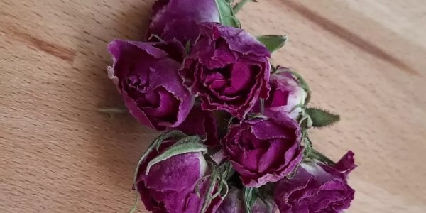تصویر 3 از خرید و قیمت غنچه ی گل محمدی خشک + فروش عمده