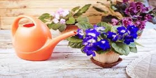 تصویر 5 از خرید و فروش خاک بنفشه آفریقایی با شرایط فوق العاده
