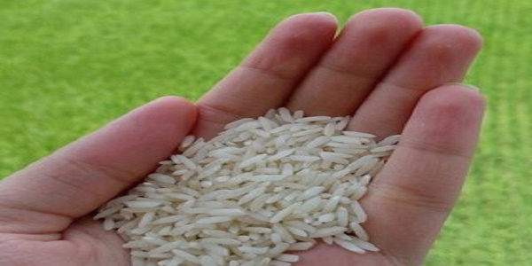 تصویر 2 از قیمت خرید برنج هاشمی اصیل شمال + فروش ویژه