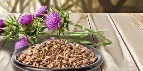 تصویر 3 از خرید و قیمت گیاه خار مریم خشک + فروش عمده