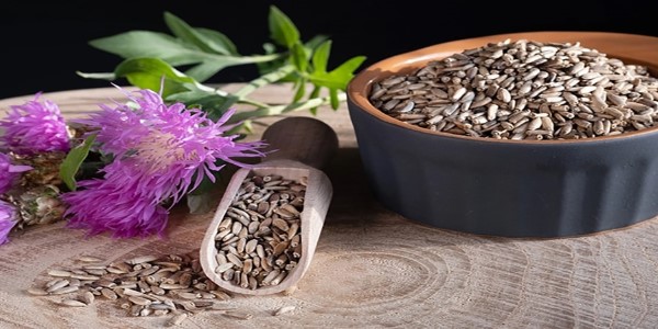 تصویر 4 از خرید و قیمت گیاه خار مریم خشک + فروش عمده