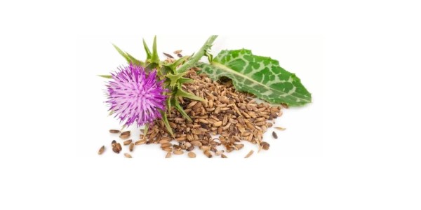 تصویر 5 از خرید و قیمت گیاه خار مریم خشک + فروش عمده