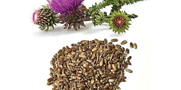 تصویر 3 از خرید گیاه خار مریم خشک شده + قیمت فروش استثنایی