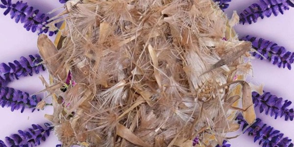 تصویر 4 از خرید گیاه خار مریم خشک شده + قیمت فروش استثنایی