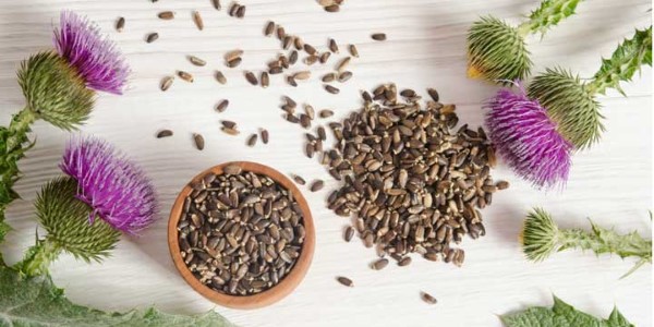 تصویر 3 از قیمت گیاه خشک خار مریم + خرید باور نکردنی