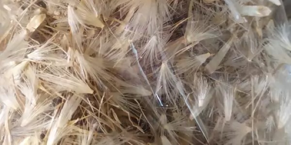 تصویر 1 از قیمت گیاه خشک خار مریم + خرید باور نکردنی