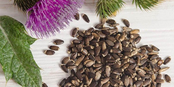 تصویر 4 از قیمت خرید گیاه خشک شده خار مریم + فروش ویژه