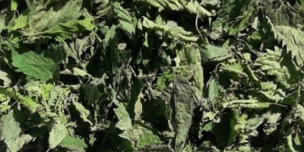 تصویر 1 از فروش گیاه گزنه خشک + قیمت خرید به صرفه