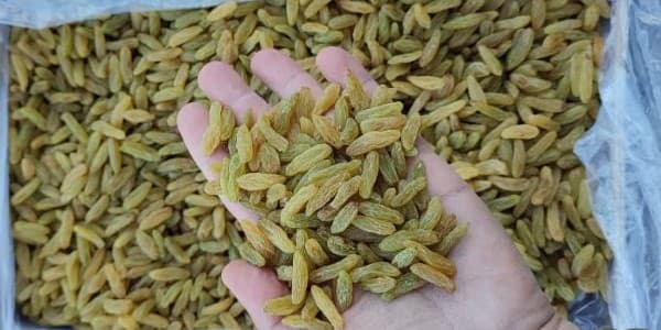تصویر 2 از فروش کشمش سبز قلمی ممتاز کاشمر + قیمت خرید به صرفه