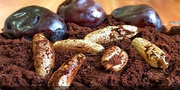 تصویر 2 از خرید و فروش قهوه هسته خرما با شرایط فوق العاده