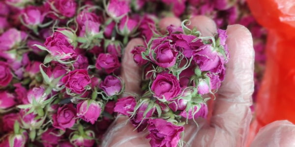 تصویر 4 از قیمت خرید غنچه گل محمدی داراب شیراز عمده به صرفه و ارزان