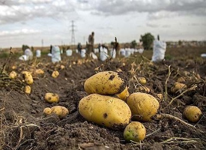 تصویر 1 از قیمت خرید سیب زمینی شیرین شیراز + فروش ویژه