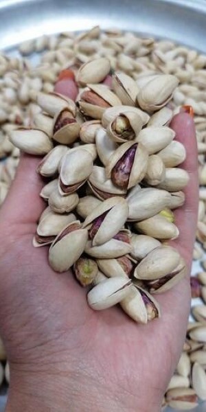 تصویر 2 از خرید و قیمت پسته بادامی خام + فروش عمده
