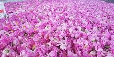 تصویر 2 از قیمت خرید گل محمدی اصل + فروش ویژه