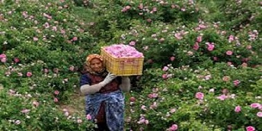 تصویر 4 از قیمت خرید گل محمدی اصل + فروش ویژه