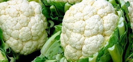 تصویر 5 از قیمت خرید گل کلم سفید + فروش ویژه