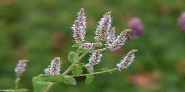 تصویر 1 از خرید و قیمت پونه های وحشی ابی فروش صادراتی
