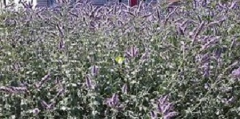 تصویر 3 از خرید و قیمت پونه های وحشی ابی فروش صادراتی