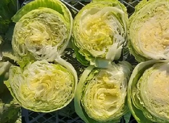 تصویر 2 از قیمت خرید کاهو آیسبرگ صادراتی + فروش ویژه