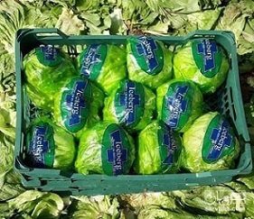 تصویر 5 از قیمت خرید کاهو آیسبرگ صادراتی + فروش ویژه