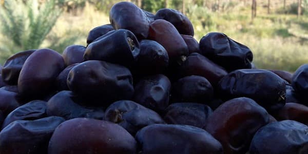 تصویر 5 از خرید خرما مضافتی فله + قیمت فروش استثنایی
