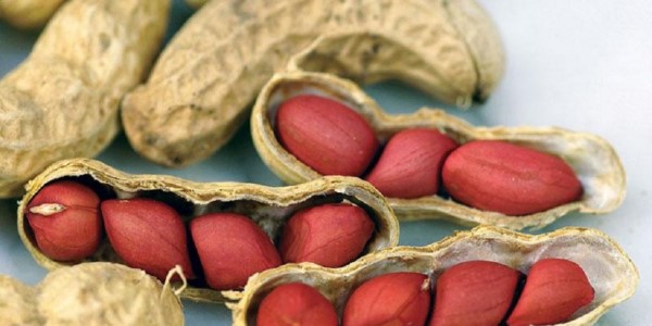 تصویر 2 از قیمت بادام زمینی در ایران + خرید باور نکردنی