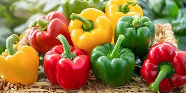 تصویر 5 از فروش فلفل دلمه ای رنگی + قیمت خرید به صرفه
