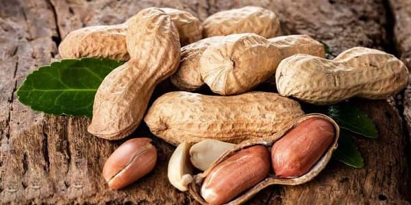 تصویر 1 از خرید و فروش بادام زمینی خام با شرایط فوق العاده