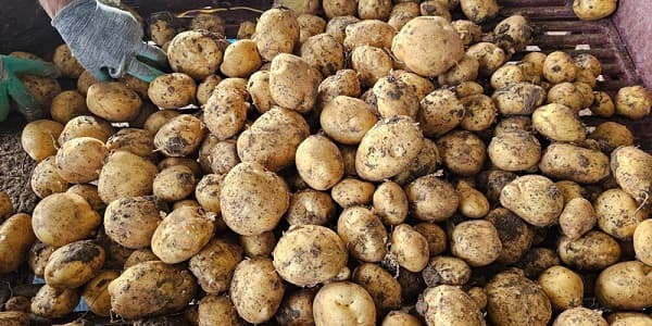 تصویر 4 از قیمت خرید سیب زمینی رقم جلی + فروش ویژه