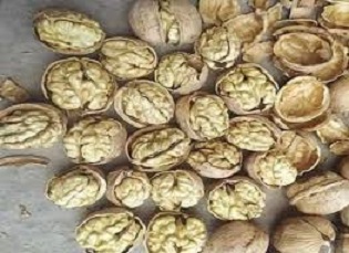 تصویر 2 از خرید و فروش گردو پوست کاغذی با شرایط فوق العاده