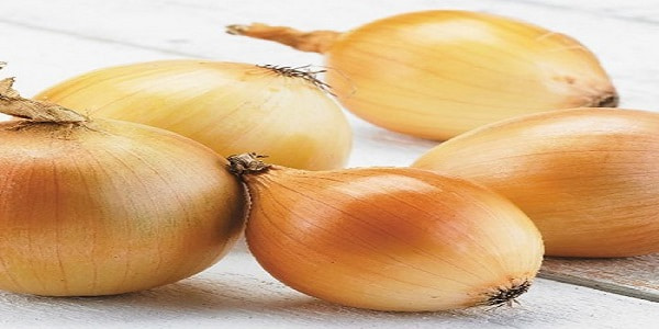 تصویر 4 از خرید و قیمت پیاز زرد جیرفت + فروش عمده