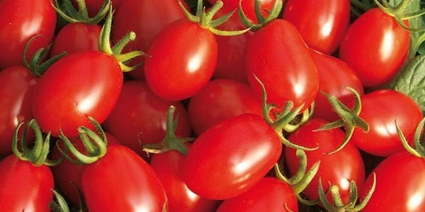 تصویر 1 از خرید گوجه فرنگی زیتونی + قیمت فروش استثنایی