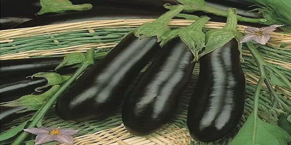تصویر 5 از خرید و فروش بادمجان قلمی کوچک با شرایط فوق العاده