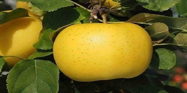 تصویر 2 از قیمت خرید سیب گلاب زرد با فروش عمده